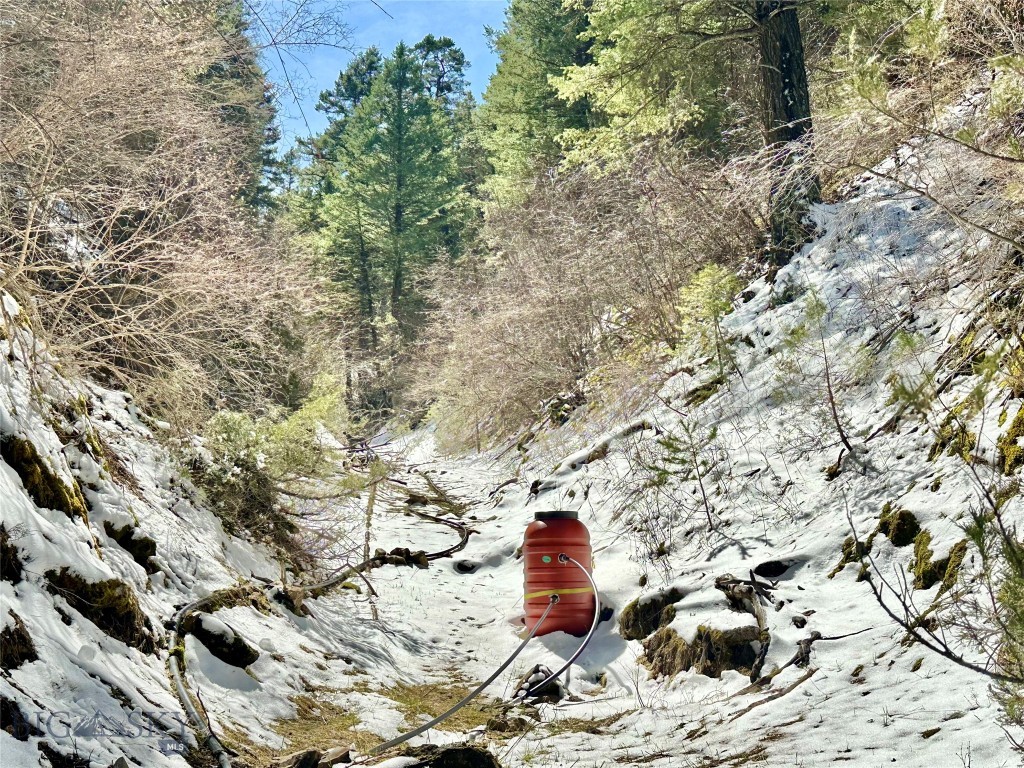 Ponderosa Pines - Land