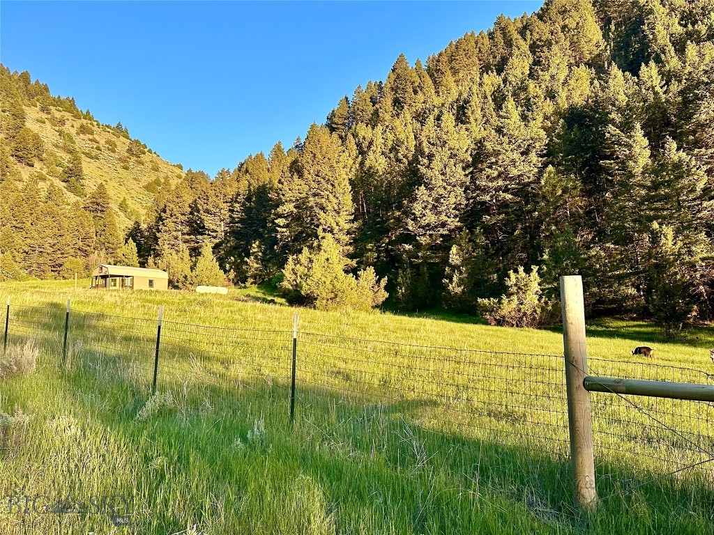 Ponderosa Pines - Land