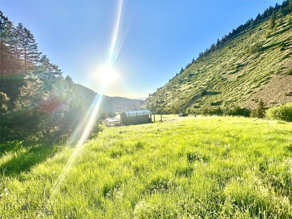Ponderosa Pines - Land
