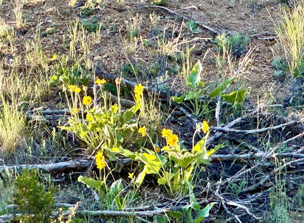 Ponderosa Pines - Land
