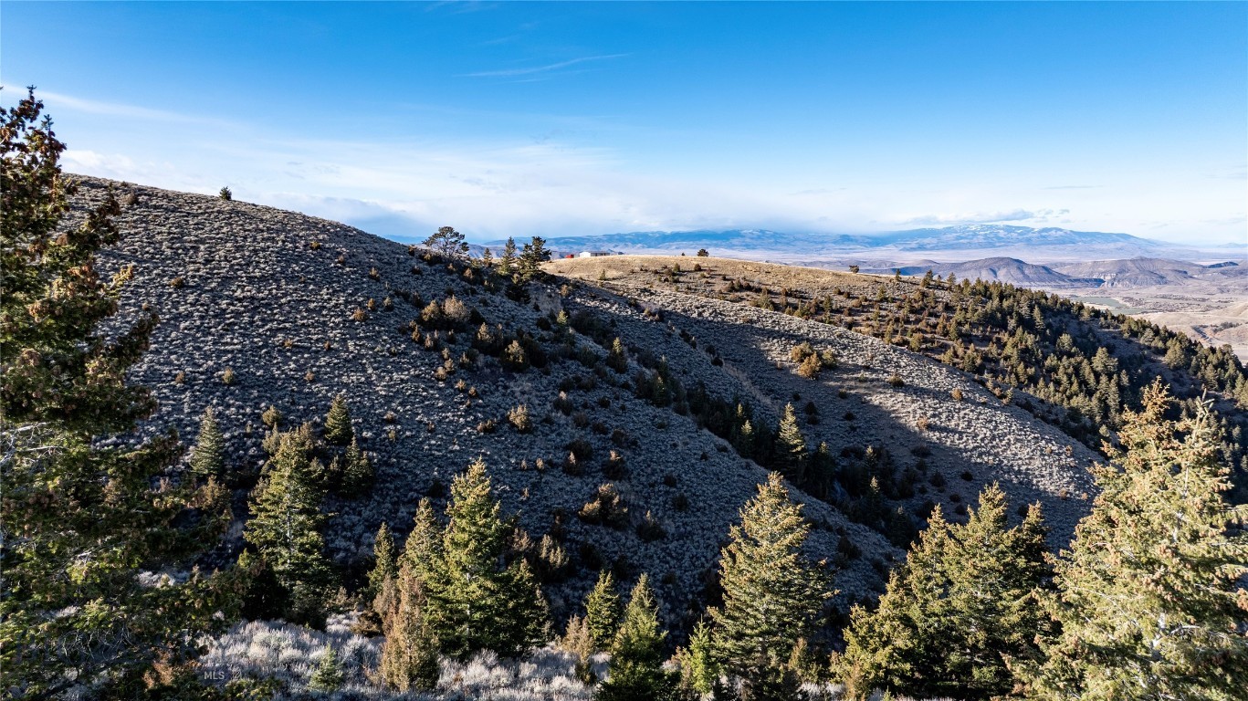 Ponderosa Pines - Land