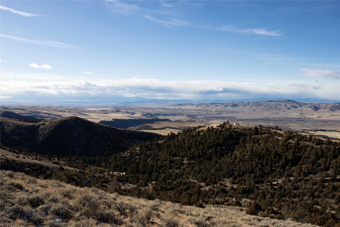 Ponderosa Pines - Land