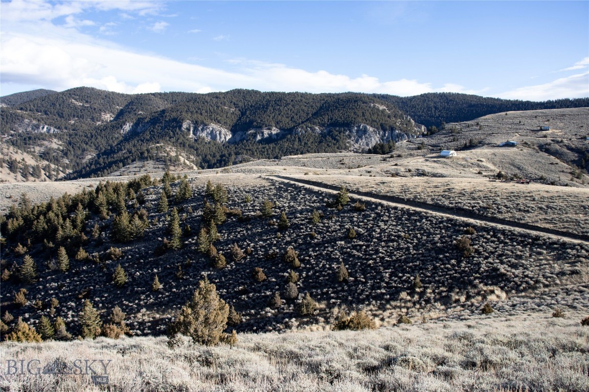 Ponderosa Pines - Land