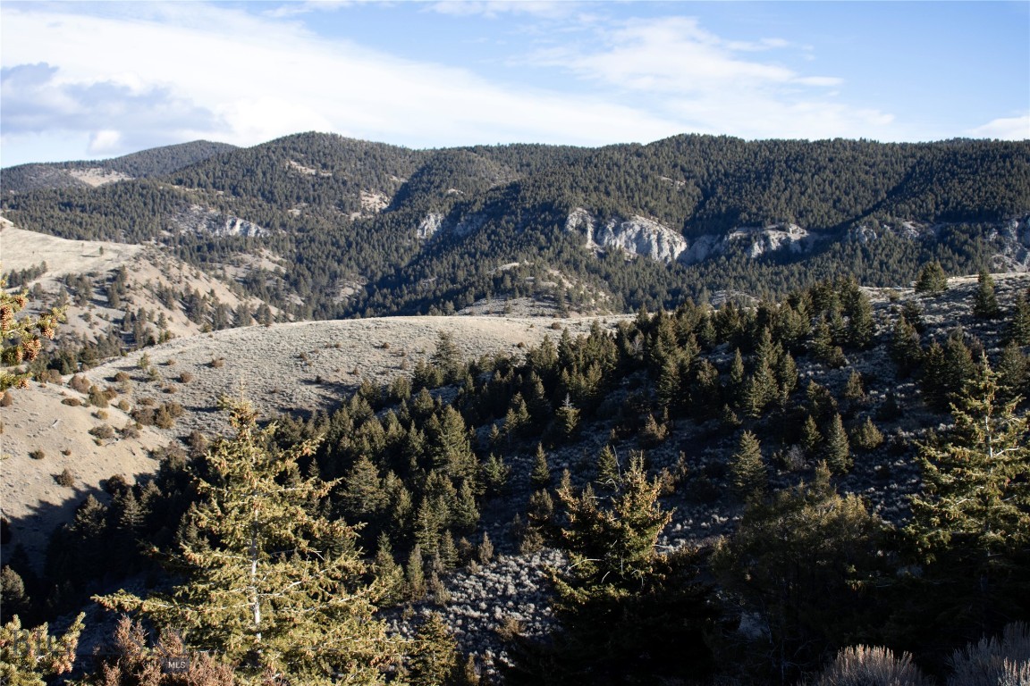 Ponderosa Pines - Land