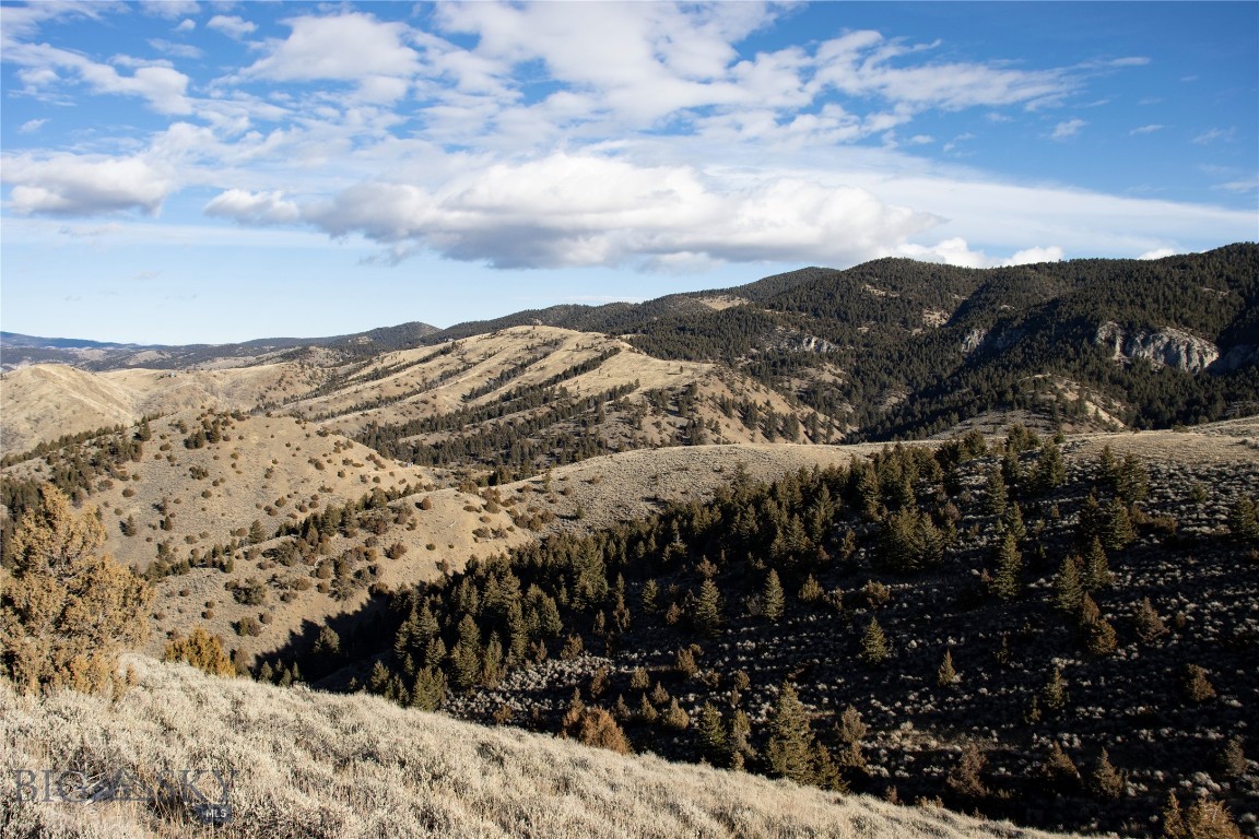 Ponderosa Pines - Land