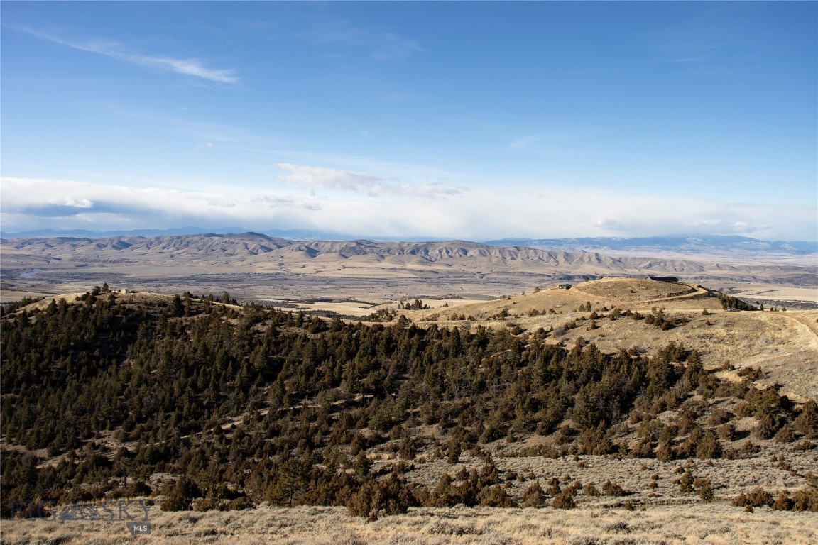 Ponderosa Pines - Land