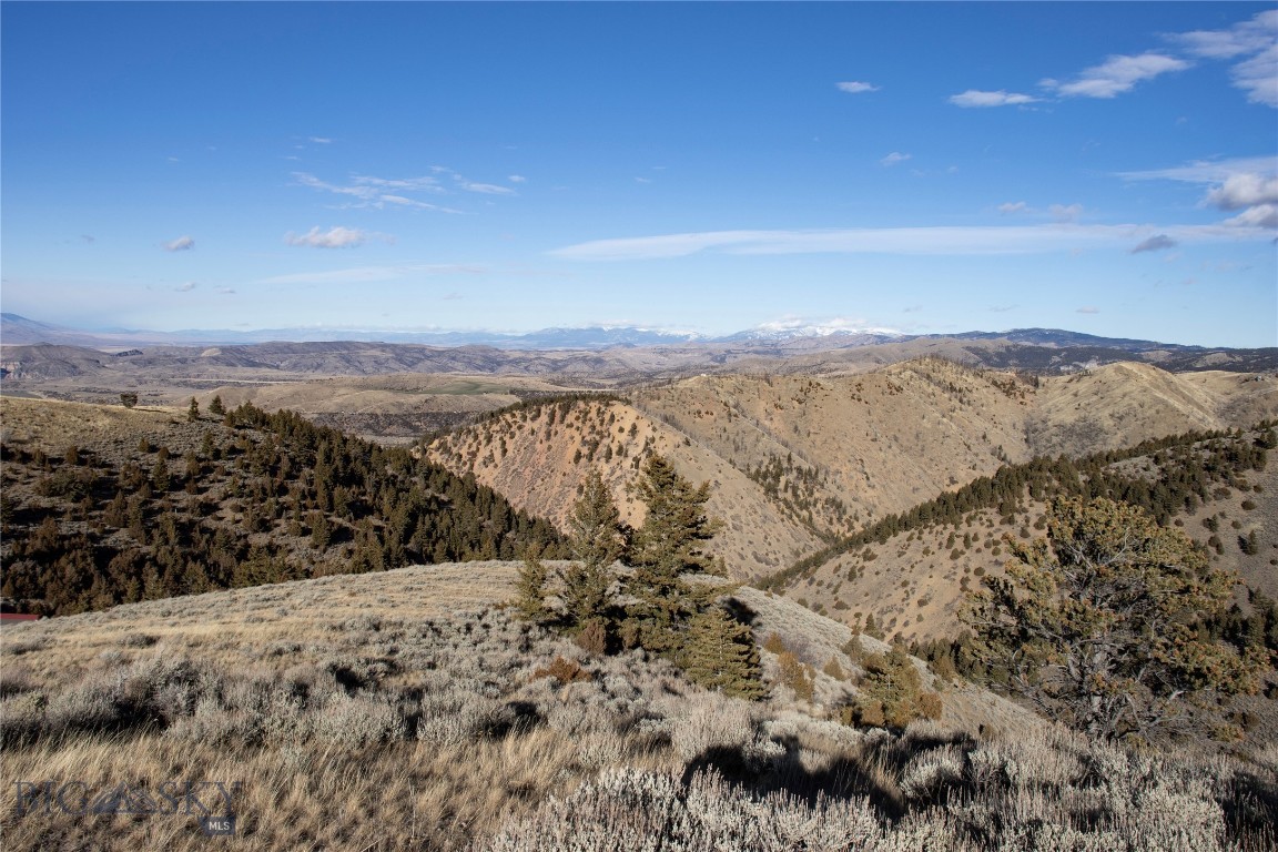 Ponderosa Pines - Land