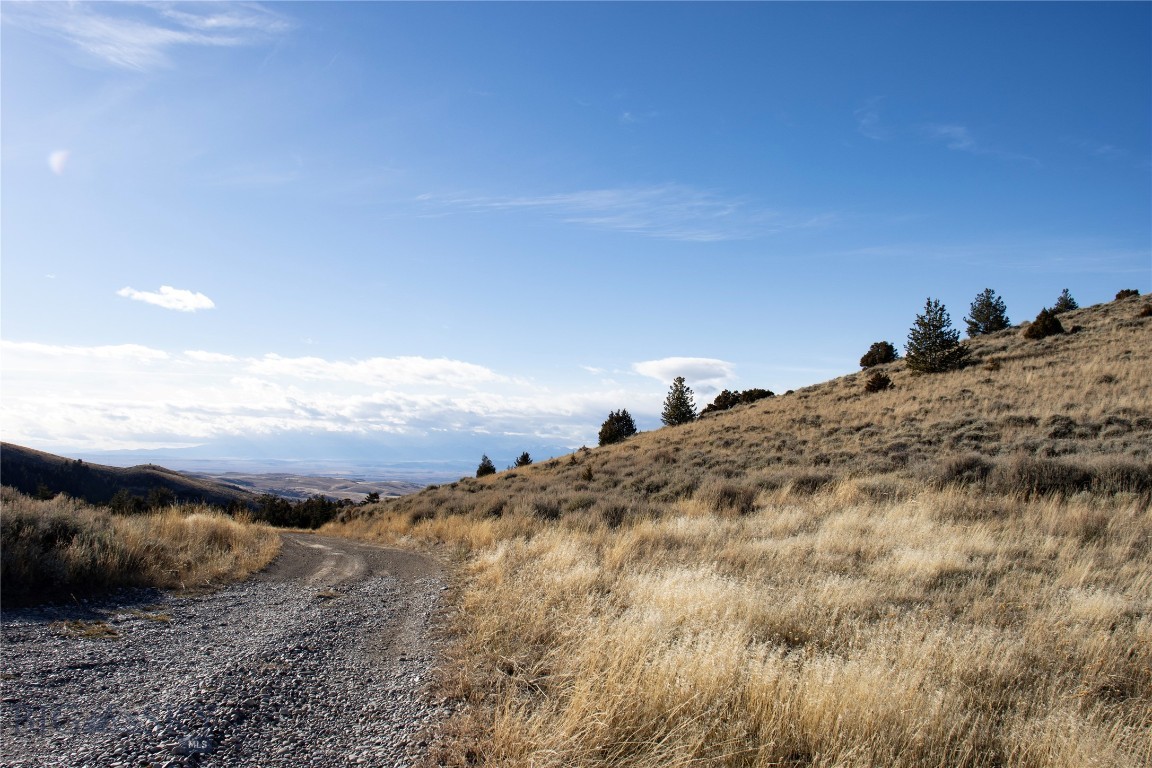 Ponderosa Pines - Land