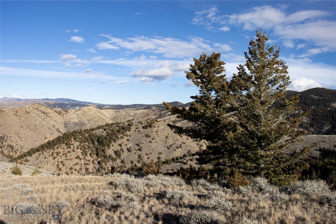 Ponderosa Pines - Land