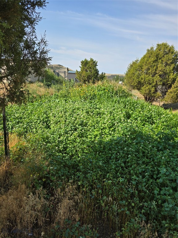 Ponderosa Pines - Land