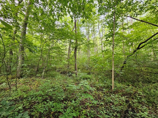 9 CHILDRESS RD, DILLWYN, VA 23936 - Image 900e2e0807f8fba8fb2d22f222269b13/3409105253