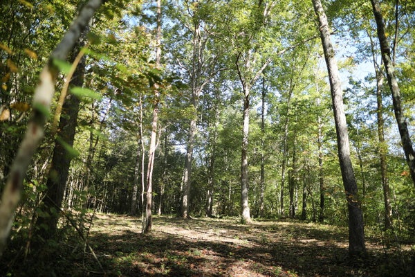HOLLYWOOD ROAD, APPOMATTOX, VA 24522 - Image ffcf45076aaa9298f4caaa05a28f40b7/2557567019