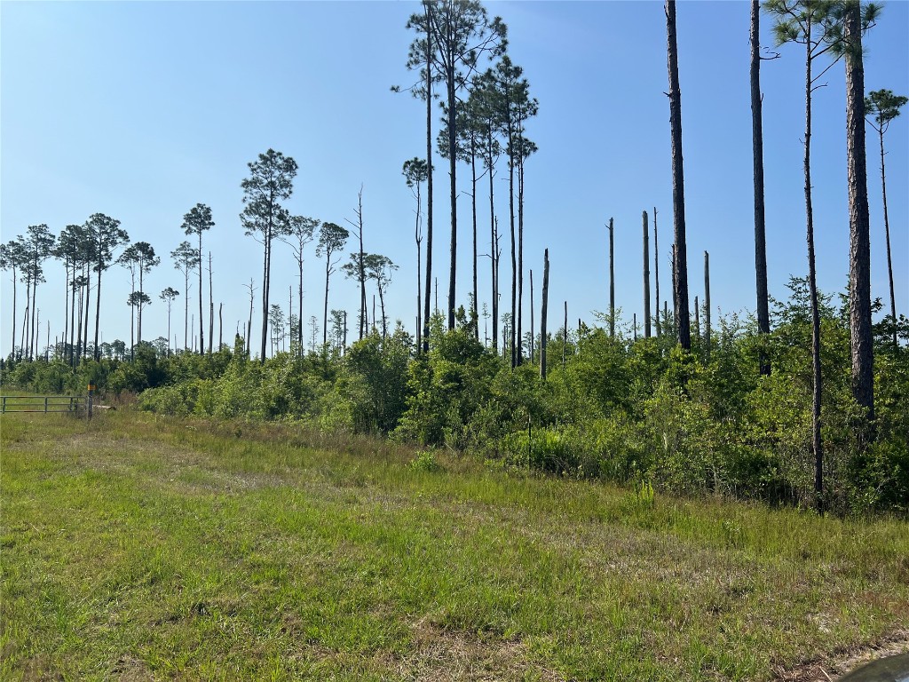 County Road 121 Road, Bryceville, Florida image 3