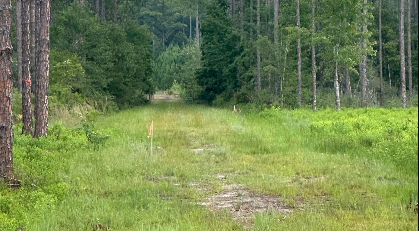 6136 Us Hwy 301, Bryceville, Florida image 1