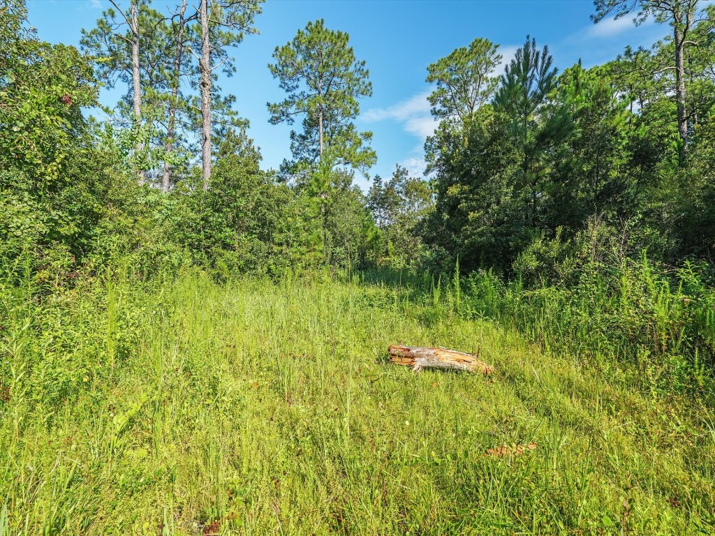 Water Oak Road, Yulee, Florida image 3