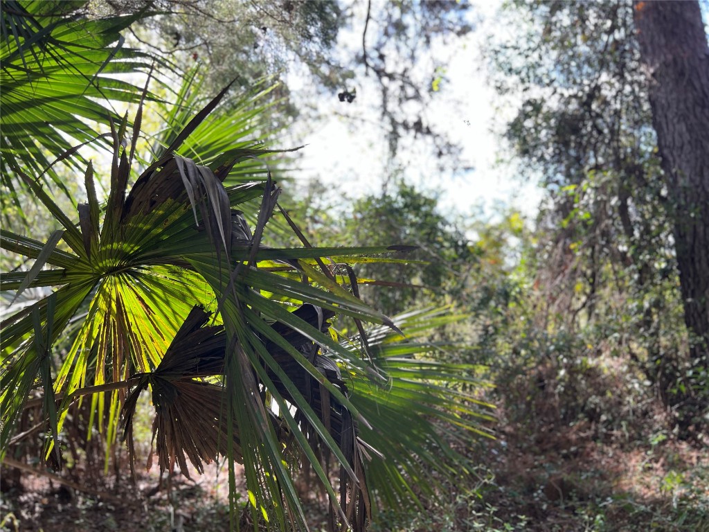 Morgan Circle, Callahan, Florida image 9