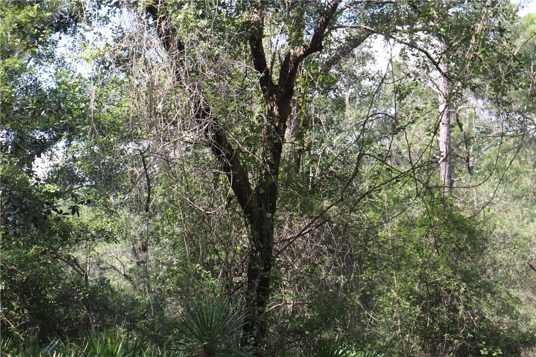 Off Mentoria Road, Yulee, Florida image 3