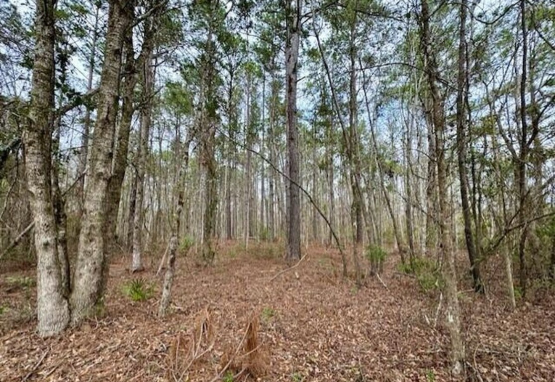 Little Sweet Gum Lane, Callahan, Florida image 1