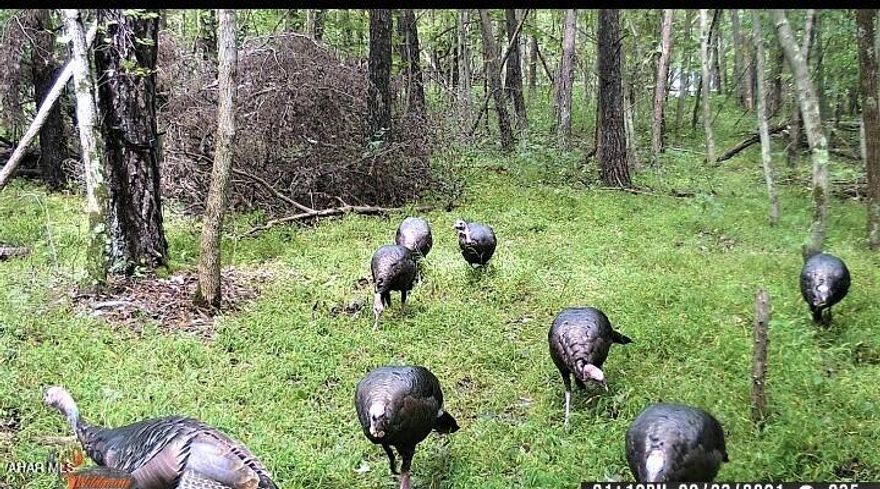 18.72 acres of land off Plank Road. It has a very rustic cabin, no water /sewer or electric....has some solar panel that generate what electric that is there. Cabin was only used as a hunting property. According to the seller 75% of back of property has timber value, TBD, Property is in clean and green. Survey attached.