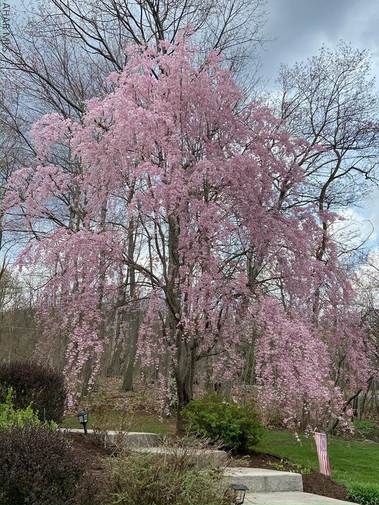 Carson Valley - Residential