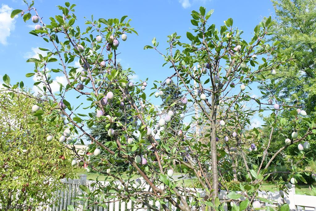 Garden Heights - Residential