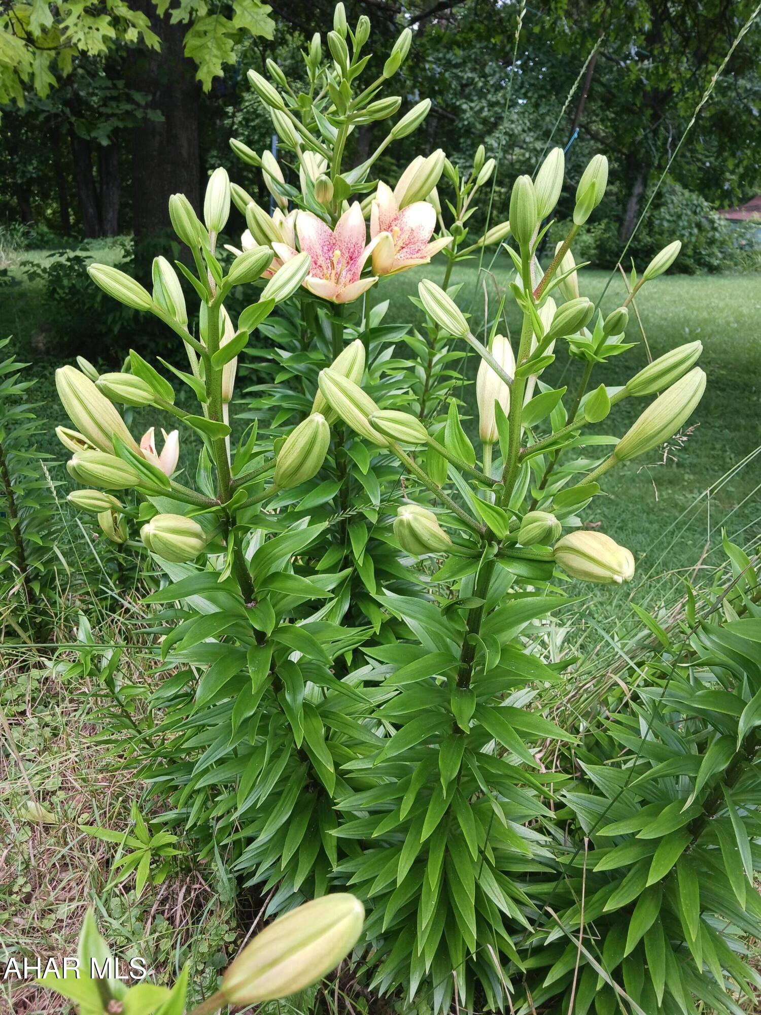 Catherine Township - Residential