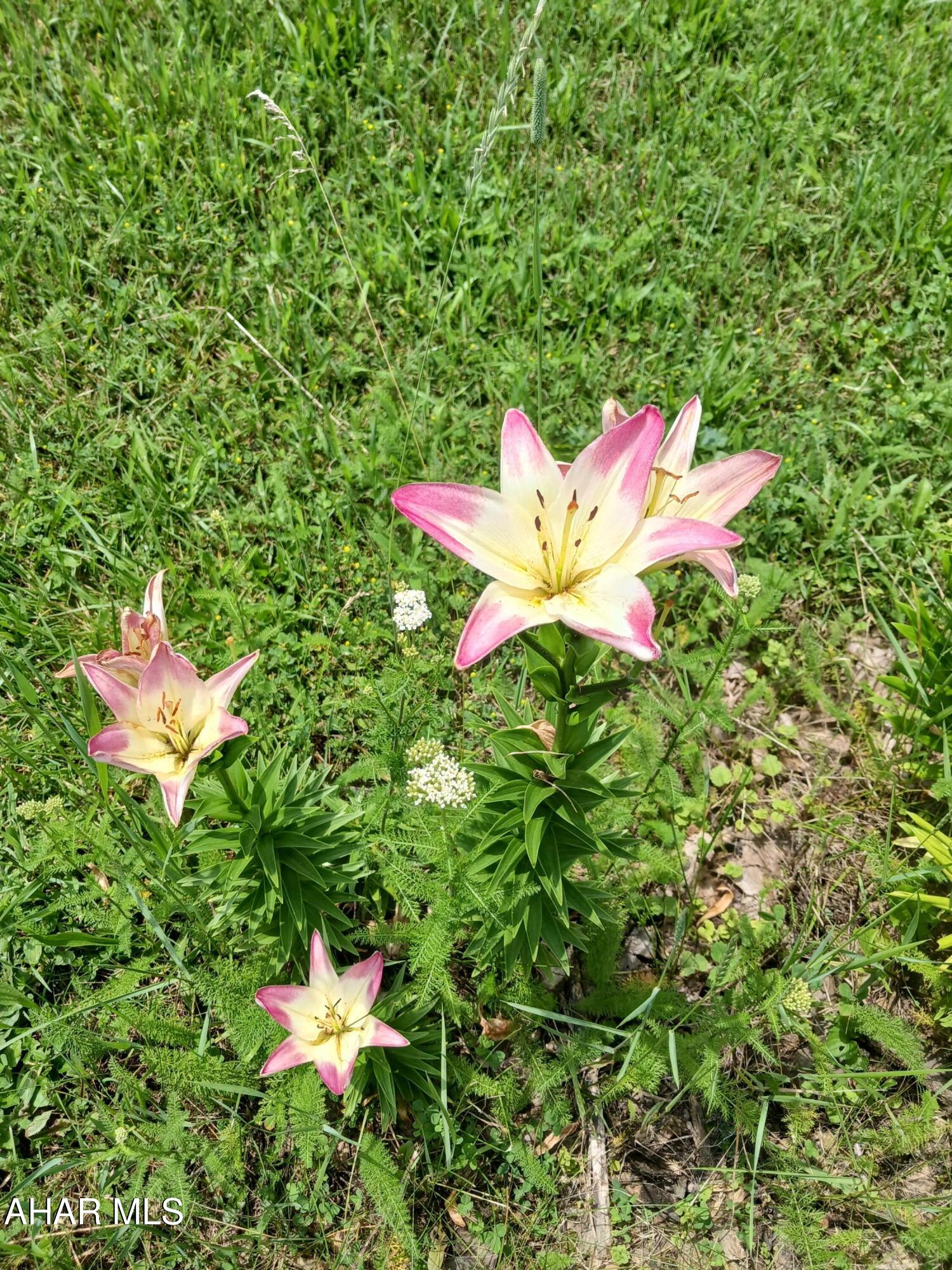 Catherine Township - Residential