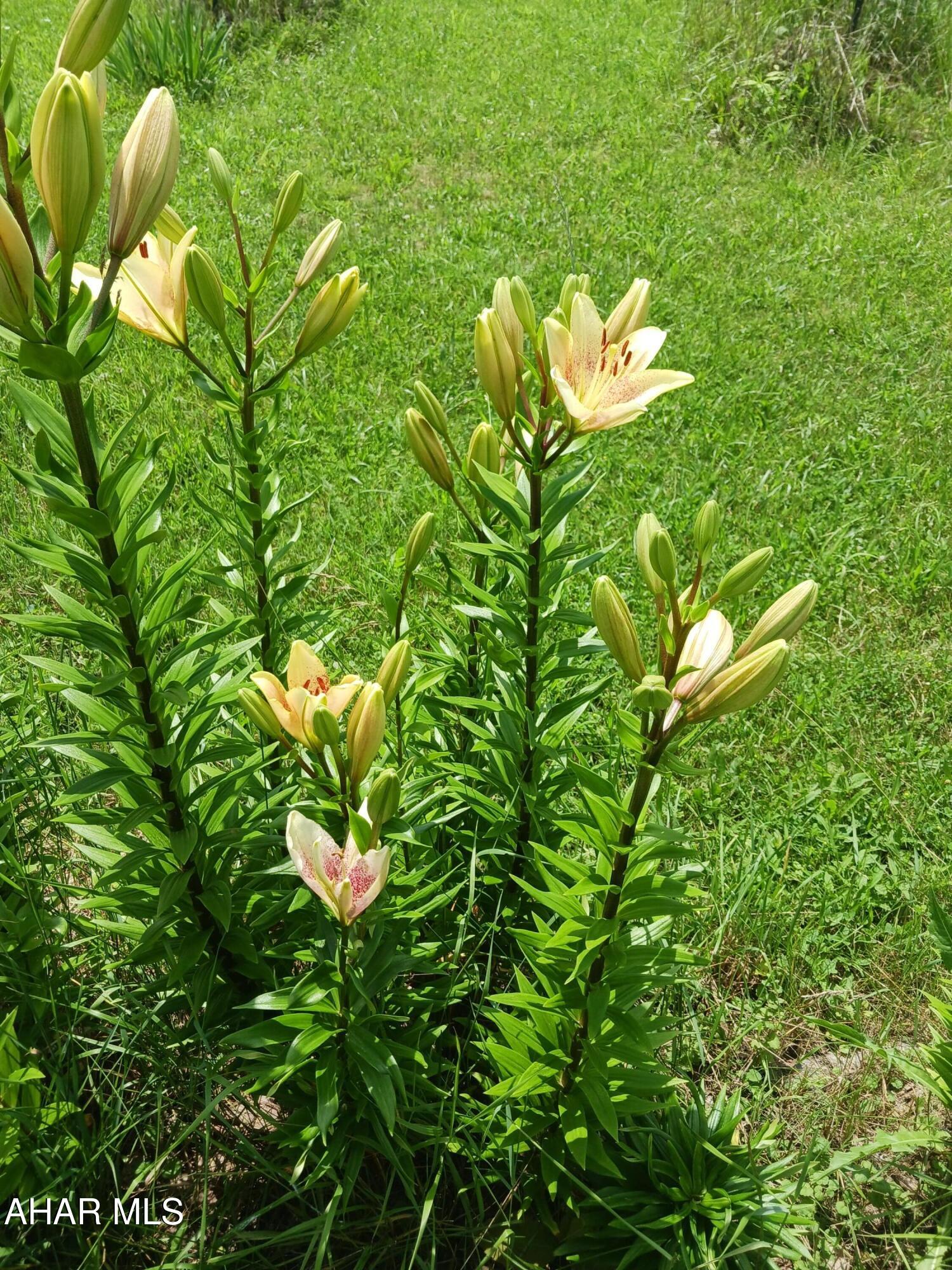 Catherine Township - Residential