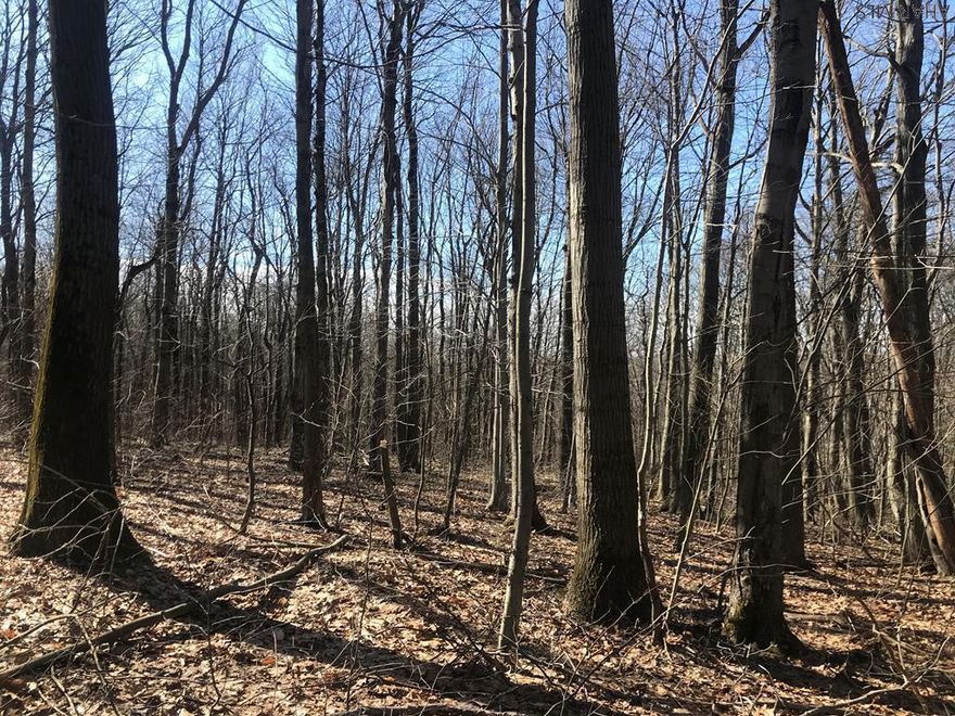 Beautiful wooded acre, close to Blue Knob Ski Resort.