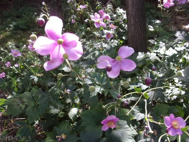 Wehnwood - Residential