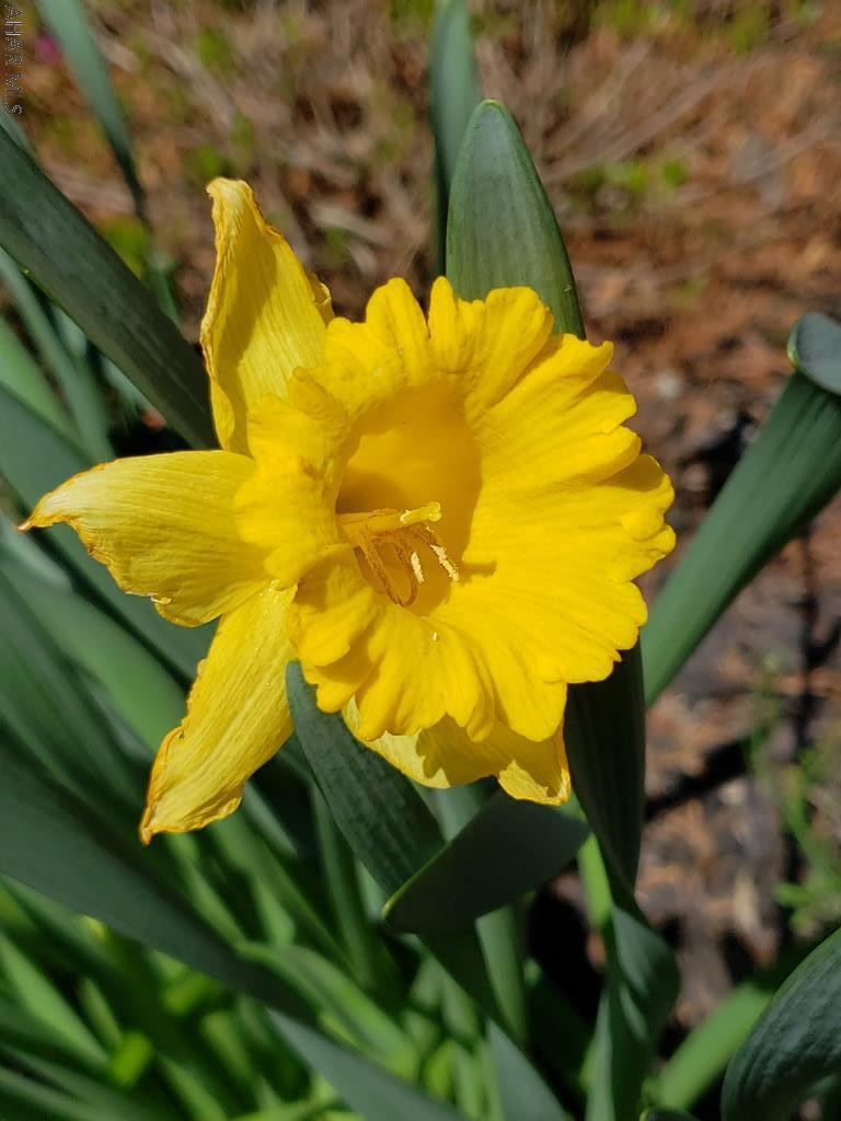 Toy Town - Residential