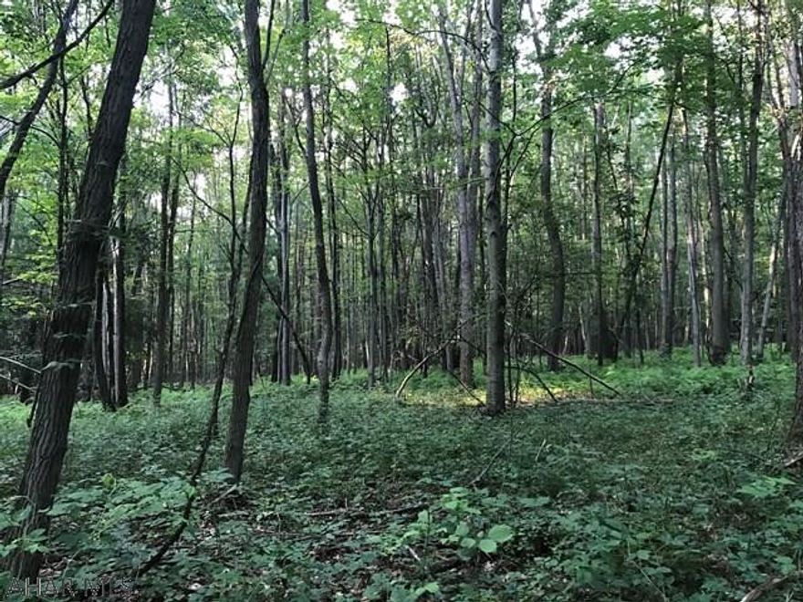 This is a beautiful wooded parcel containing 37.274 acres.  Gently sloping to level, hard public road frontage and trails throughout. Perfect for that new home, hunting or just enjoying the outdoors!  There is a well on site and an electric pole.