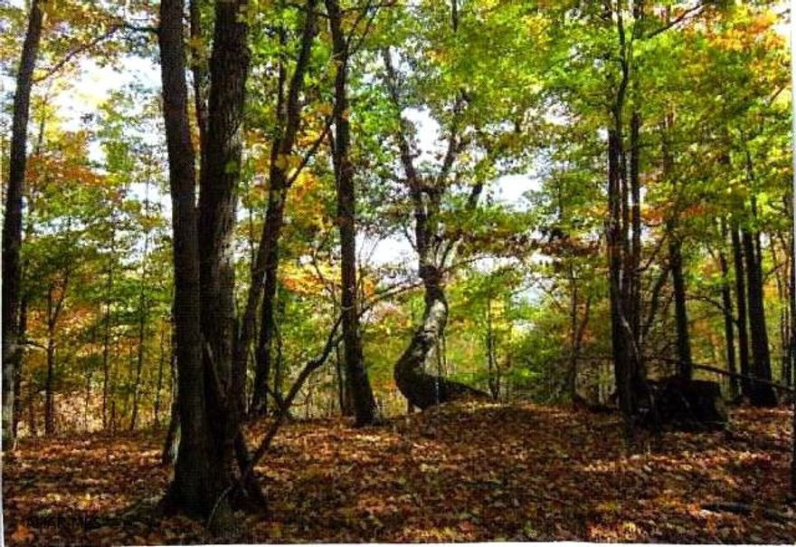 Great hunting and recreational property on 11.86 acres.  Perfect for that secluded get away. Build a cabin or camp out!! No utilities to property.