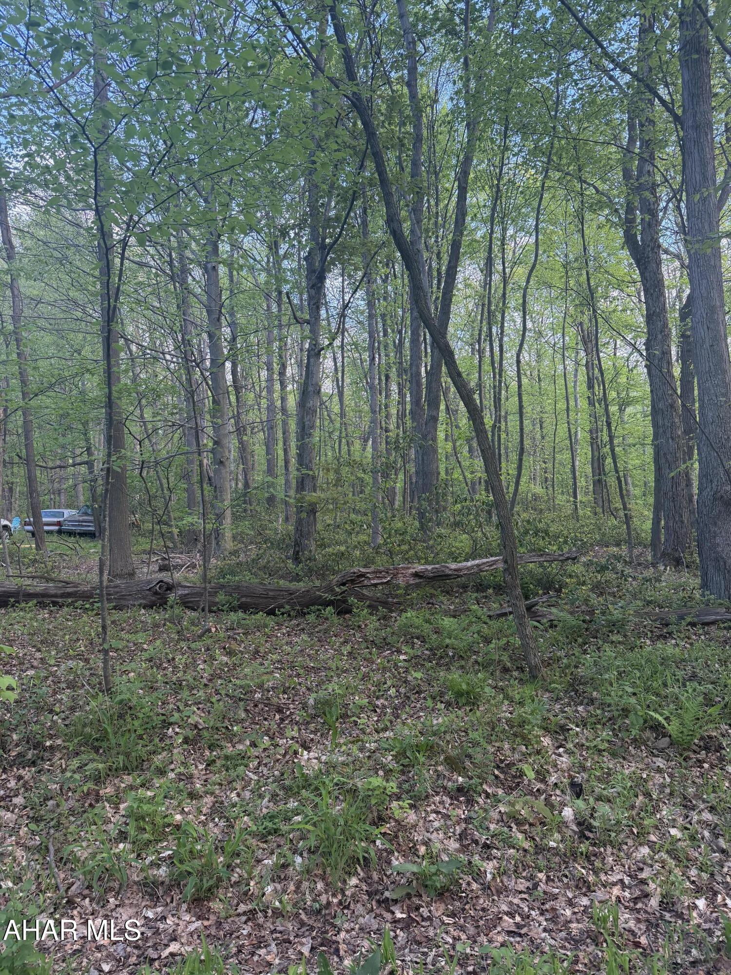 Blue Knob - Land