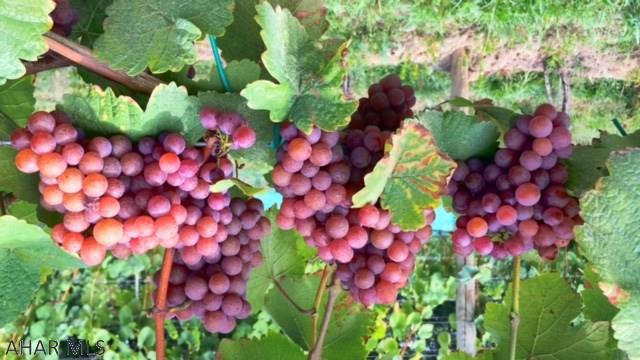 Unknown - Commercial Sale