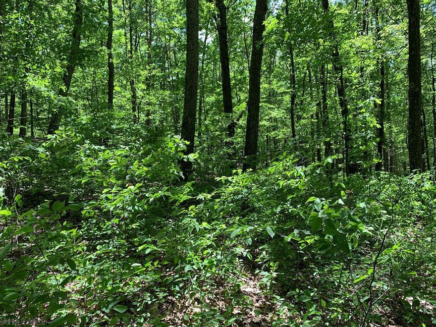 Nice wooded parcel of land consisting of 10 acres bordering the Buchanan State Forest. Would make a nice location to build a getaway or hunting camp. At the top of the property you can have one foot in Bedford County and the other foot in Fulton County which offers excellent views of both counties.
