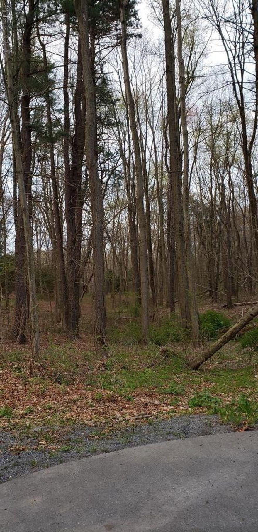 BEAUTIFUL WOODED LOT AT THE END OF CUL DE SAC.  PERFECT LOCATION FOR YOUR DREAM HOME.  BORDERS STATE GAME LANDS.