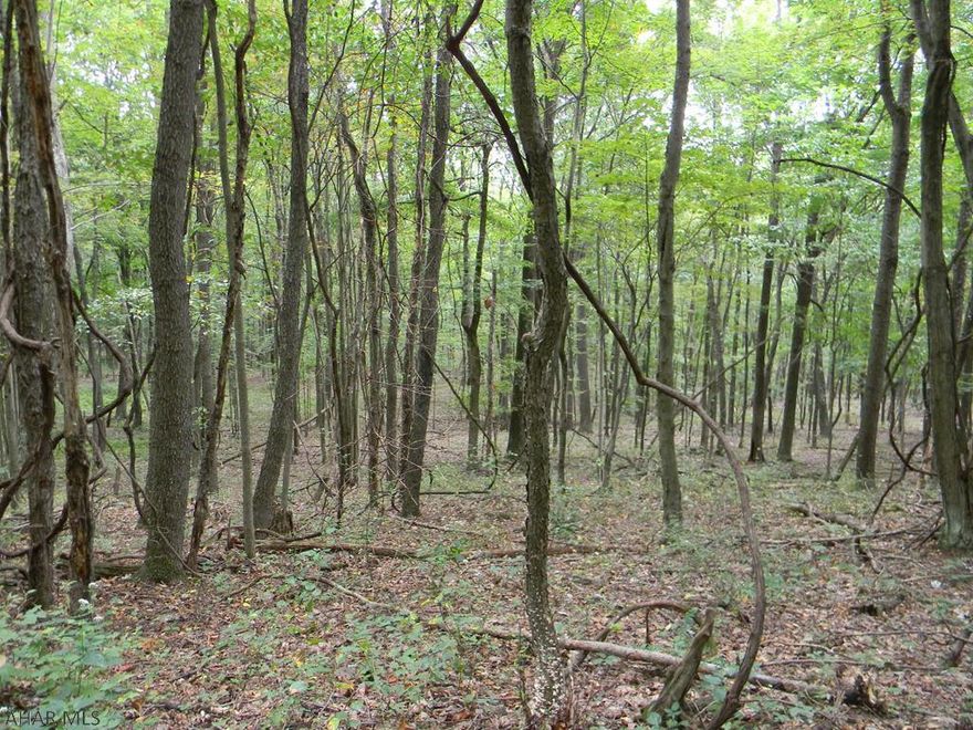 Great hunting property  and building site for cabin or vaction home for the family' Plenty of large and small game . Lot of possibilities for tree stands all on 10.5 acres . This also is a gated property. This property is located on the base of the famous Wills Mountain. A hunters paradise !!
