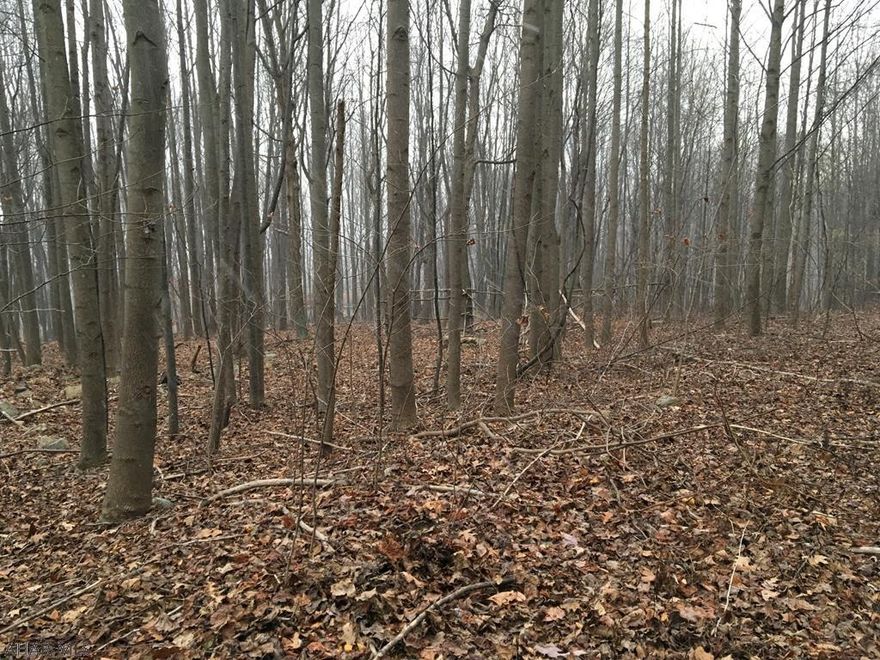 Perfect Building spot . 2 parcels one is .912 and the other is .925. Wooded but level. Restrictions apply