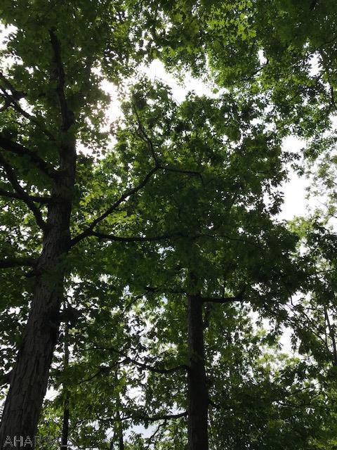 Eldorado - Residential