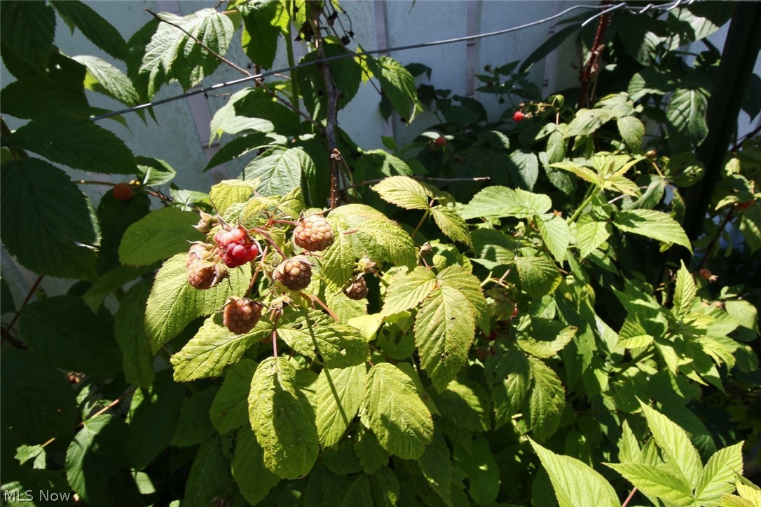 Town/Dresden - Residential