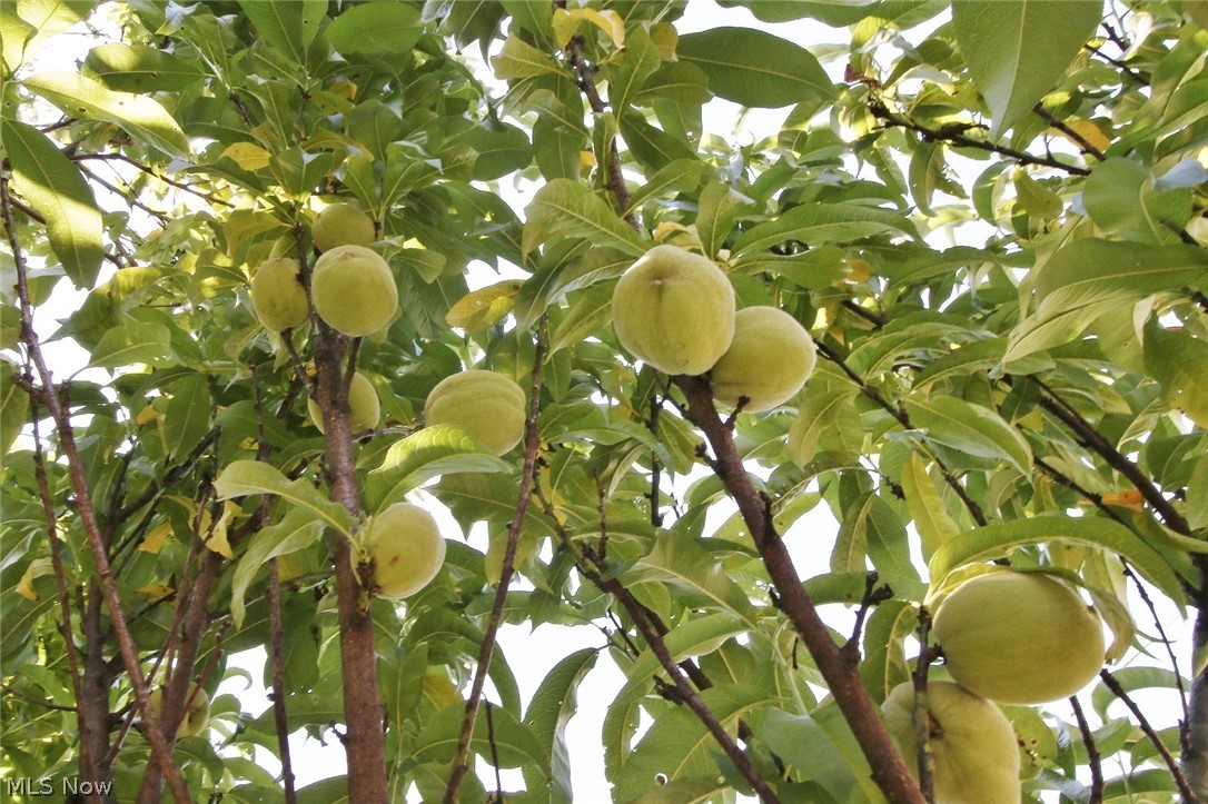 Town/Dresden - Residential
