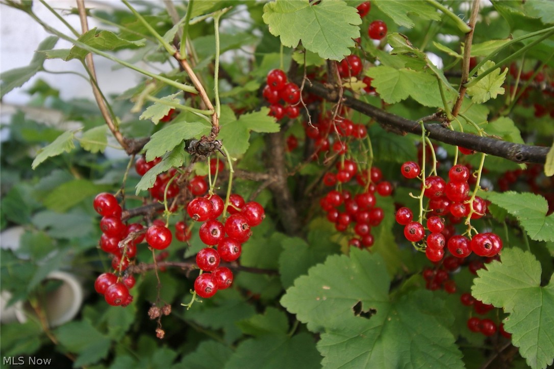 Town/Dresden - Residential