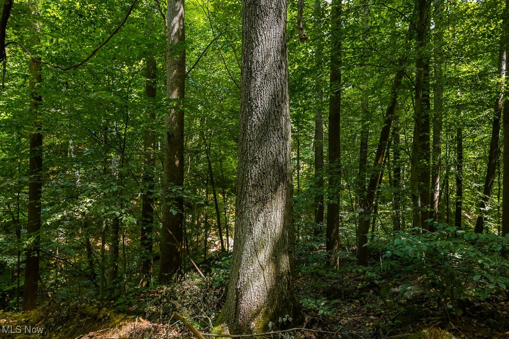 Sheepskin Ridge Road, Lower Salem, Ohio image 16