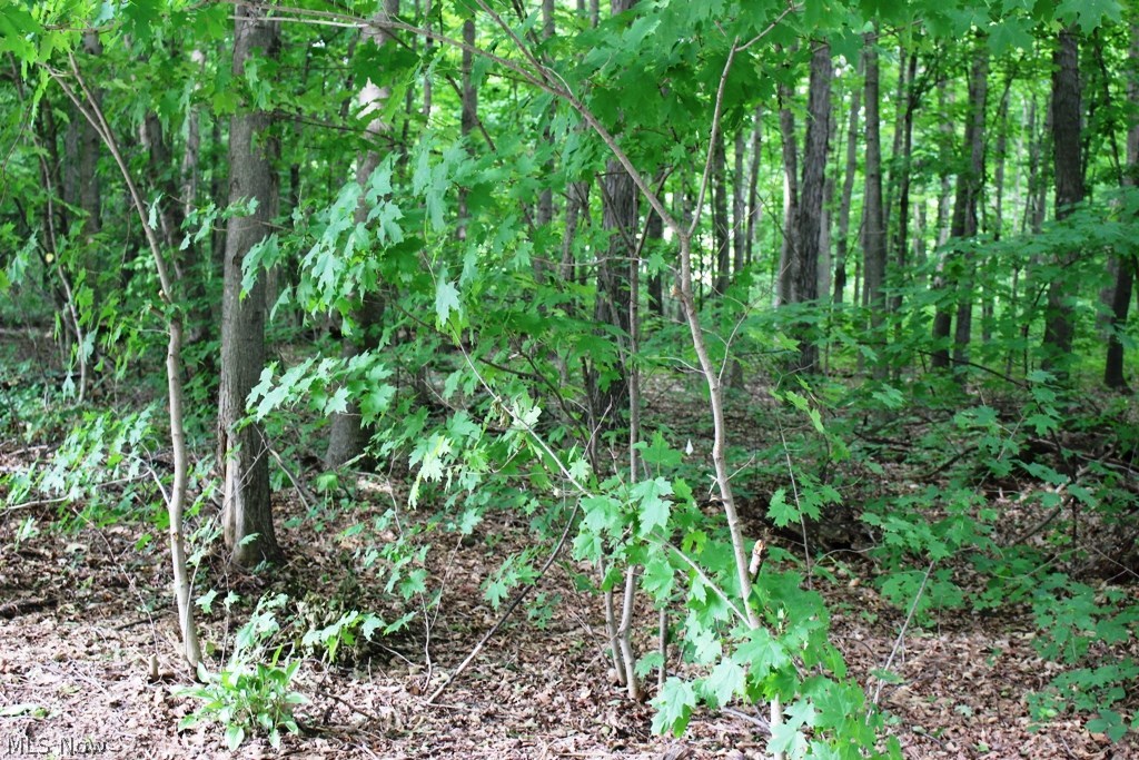 Clela M Johnson - Land