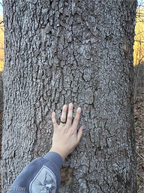 Tiny photo for Mountaineer Highway, Littleton, WV 26581 (MLS # 5190512)