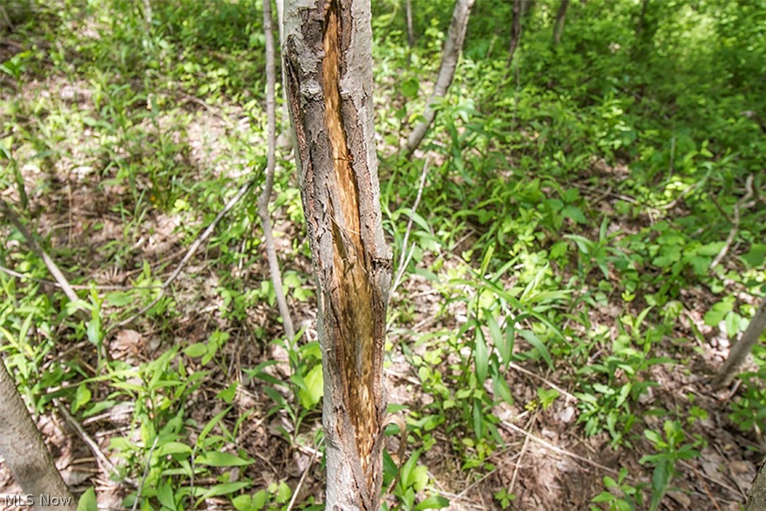 Connecticut Western Reserve - Land