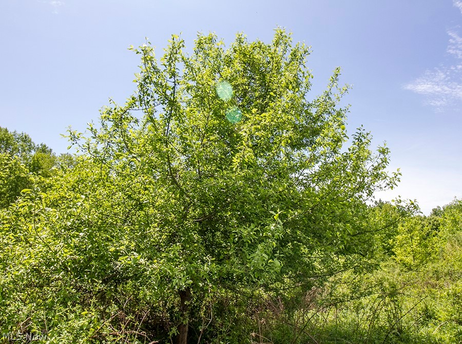 Connecticut Western Reserve - Land