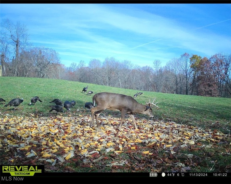 Pugh Ridge, Alledonia, Ohio image 4