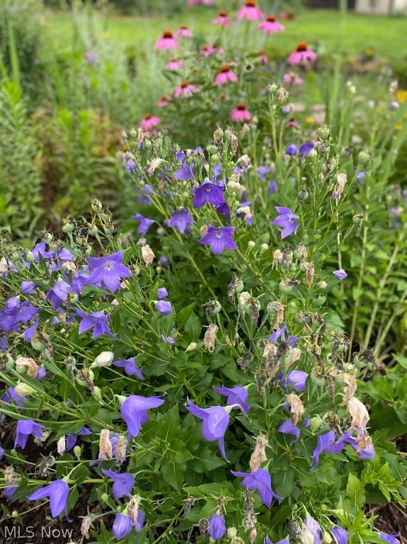 Cherrywood Dev - Residential